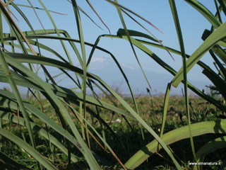 tapiccola-13-01-2013 09-14-58